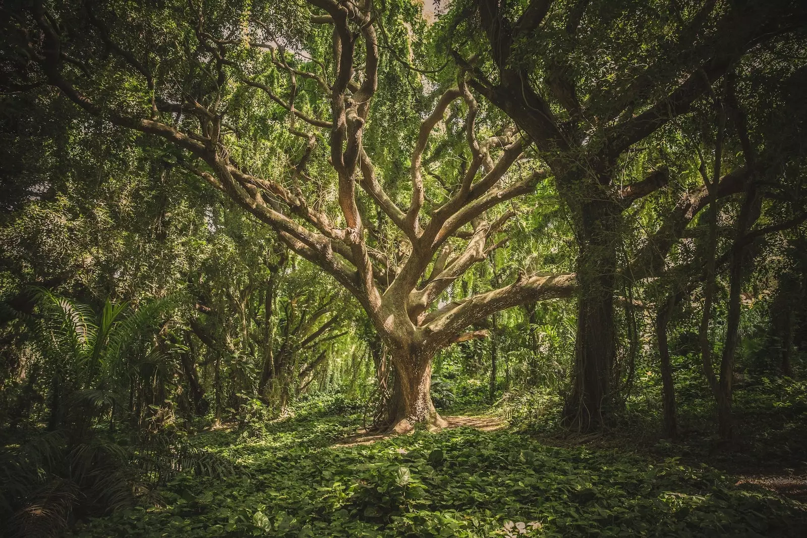 La missió de Fantstico Bosque és fer-nos actuar com a boscos societats perfectes on es treballa en equip.