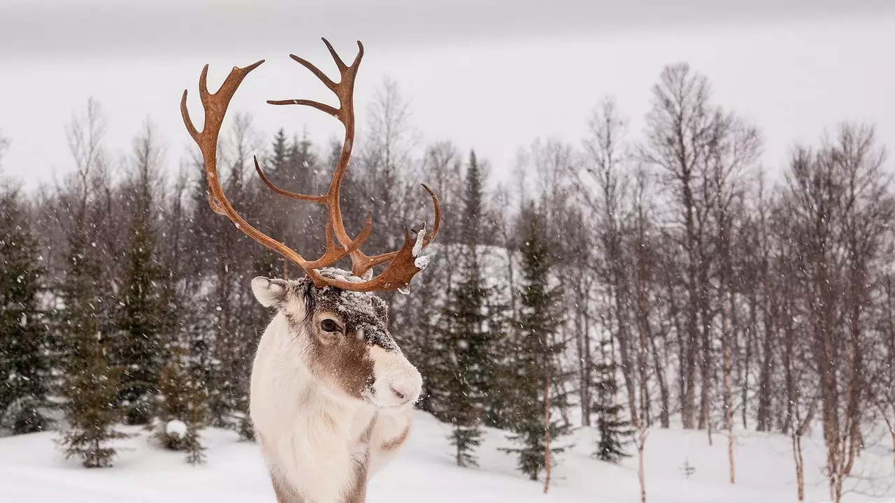 Çfarë FAQ: Lapland