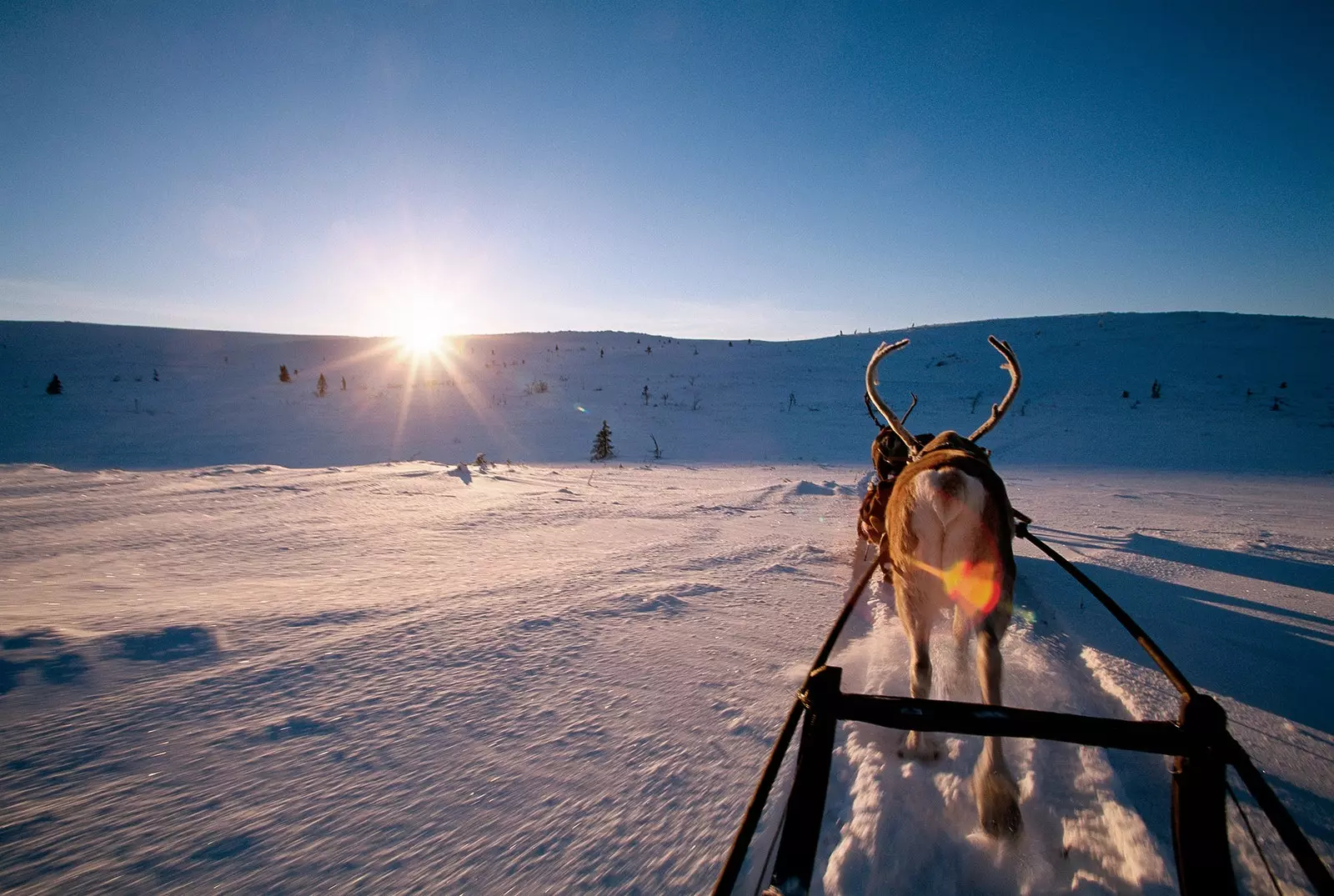 You can get the license to drive reindeer