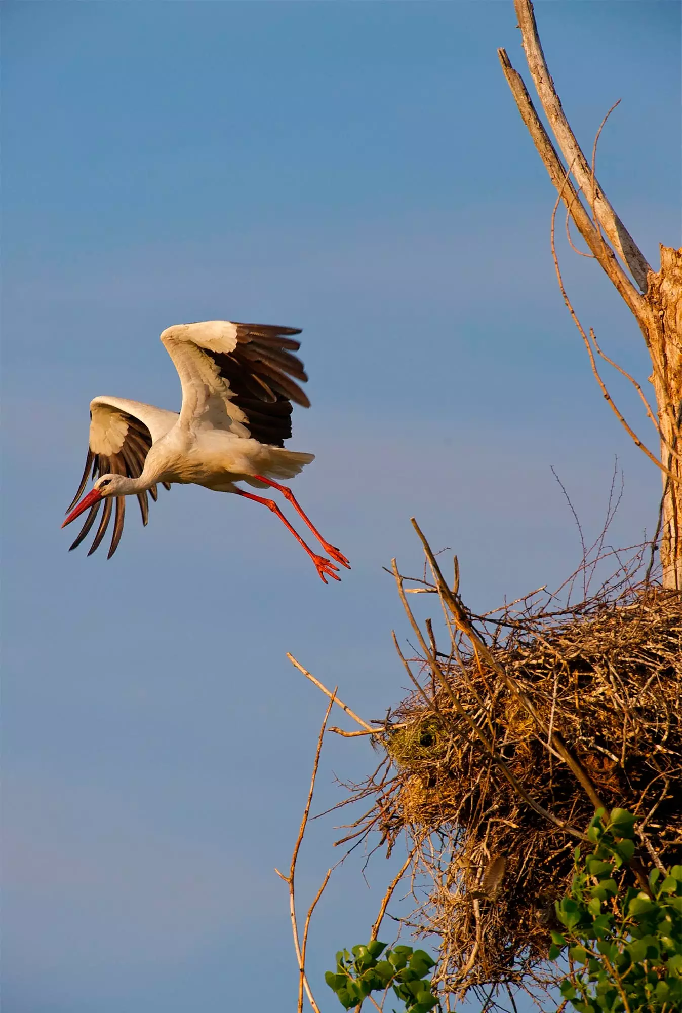 stork ag léim amach as an nead