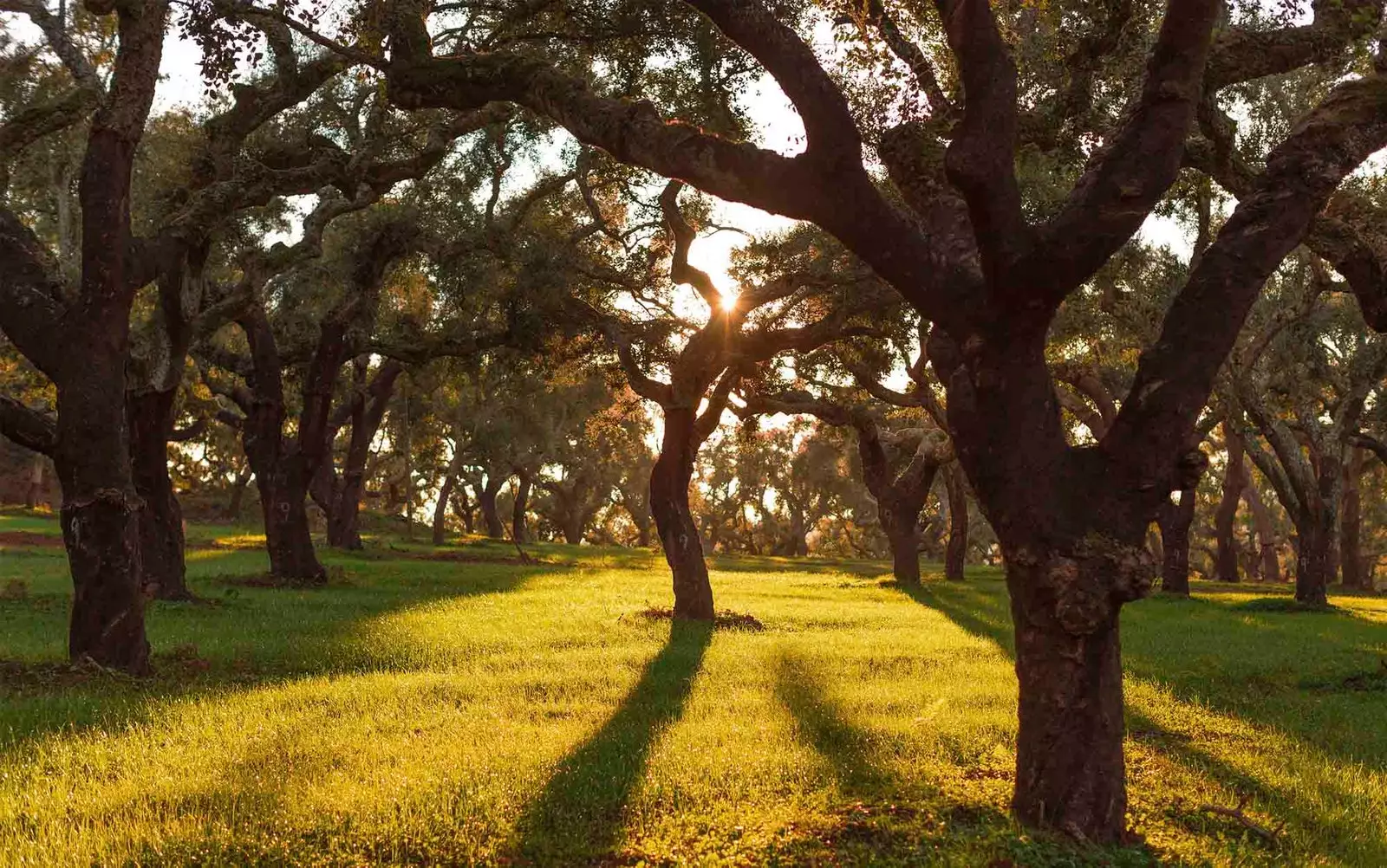 cork oak