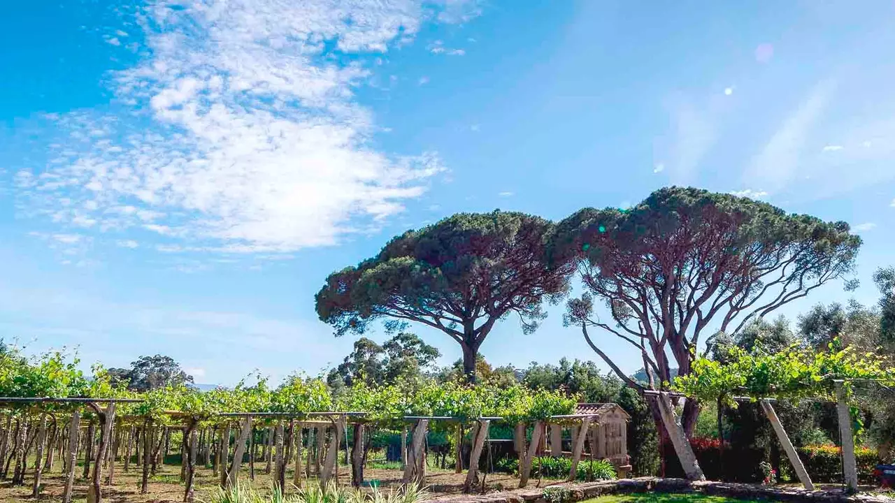 Paesaggi e vigneti: la via segreta per arrivare a O Rosal