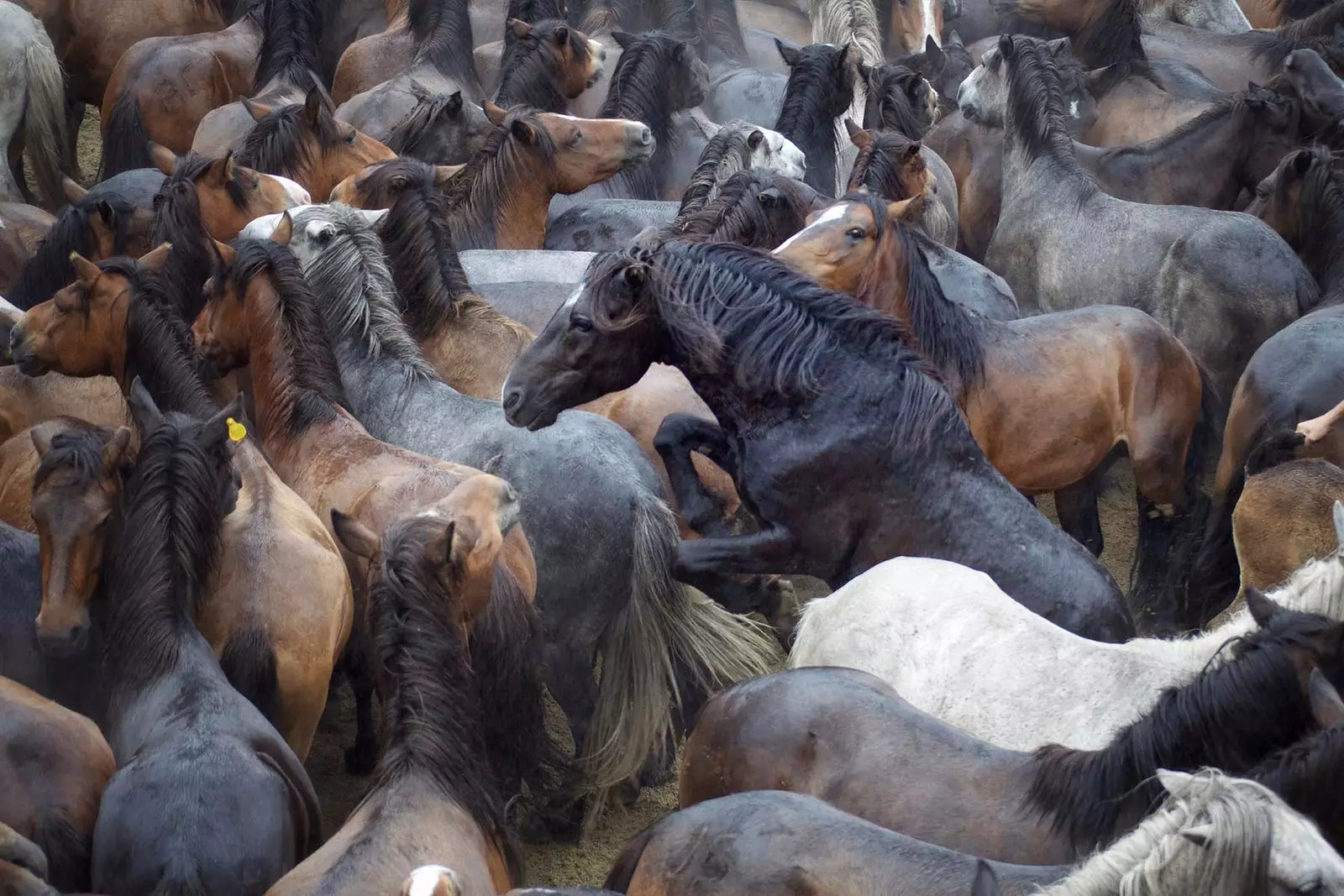 një turmë kuajsh të egër në A Rapa das Bestas