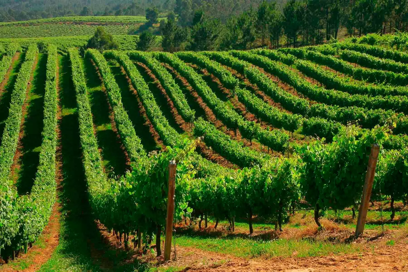 vineyards of Bodega Terras Gauda