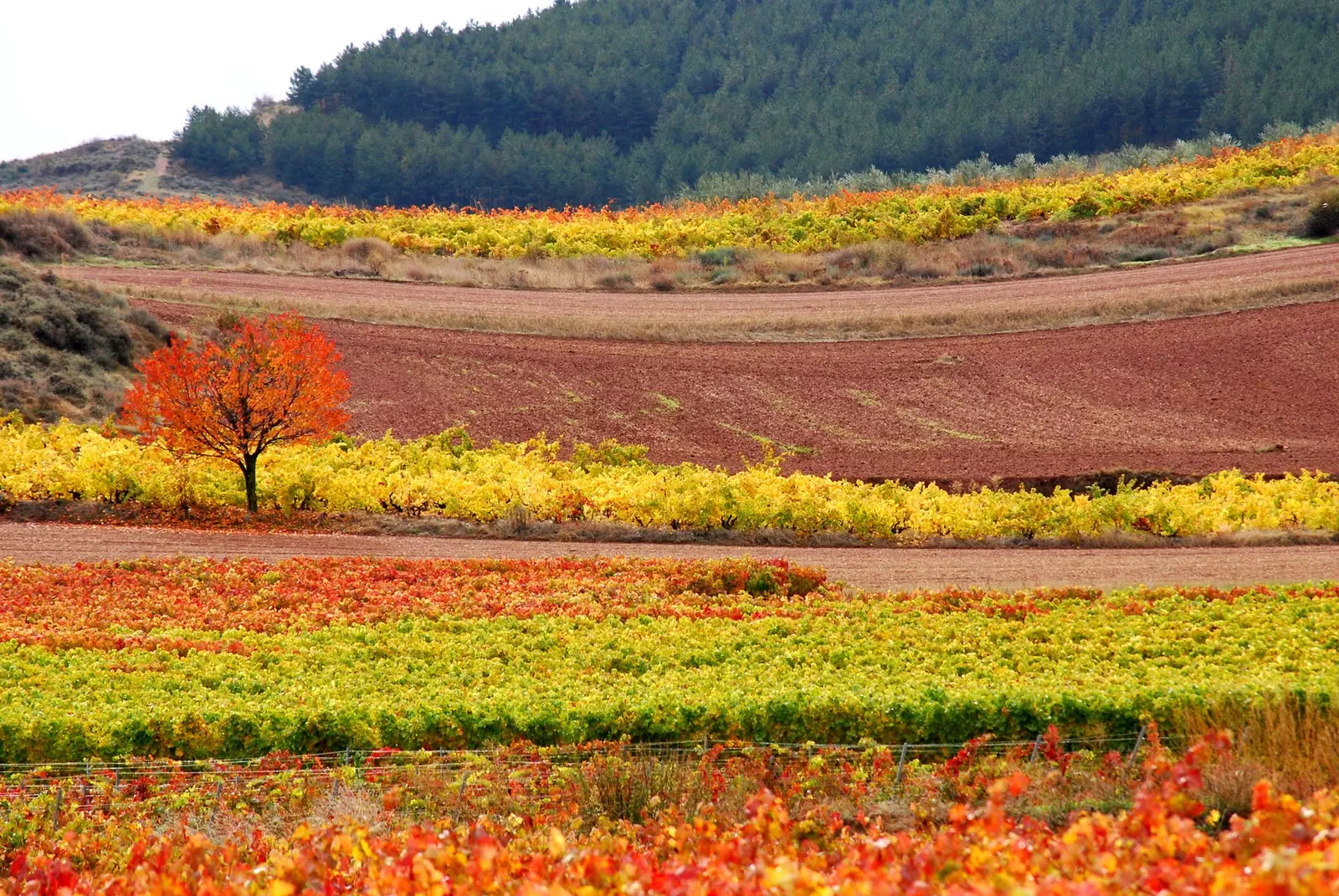 A Rioja