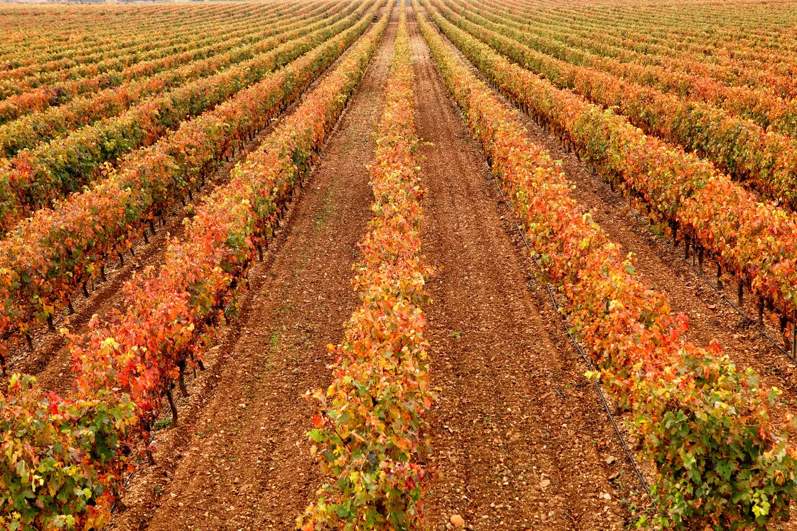 Haro La Rioja