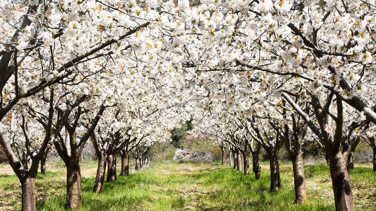 En rutt genom de blommande körsbärsträden i Jertedalen