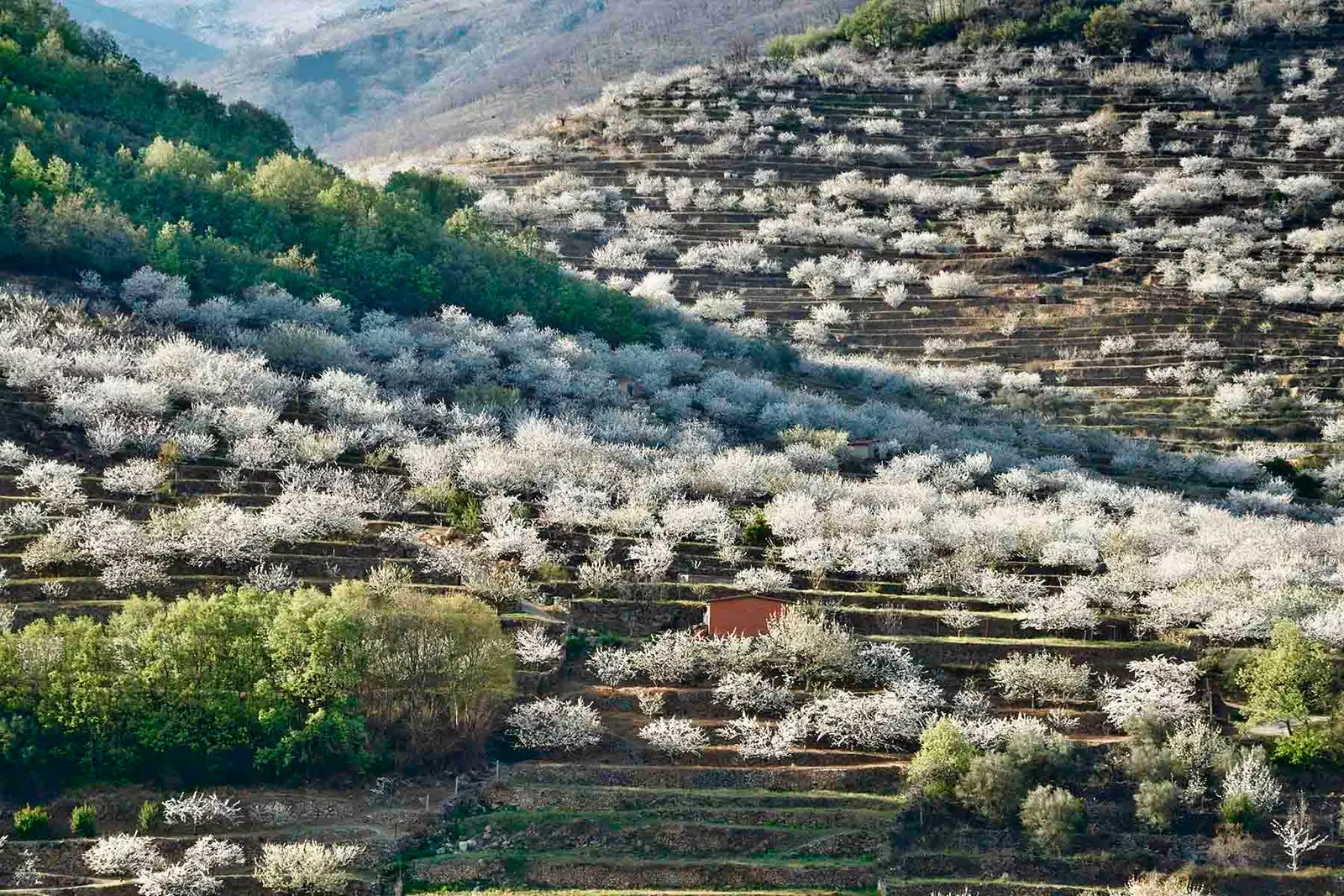 korunaklı bir vadi