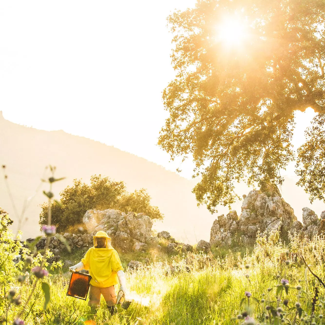 In La Donaira wird nur der überschüssige Honig gesammelt, den die Bienen übrig haben