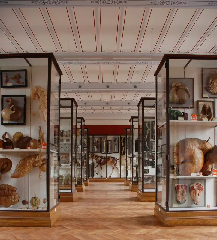 Salah satu ruangan di Museum of Anatomical Singularities Fragonard.