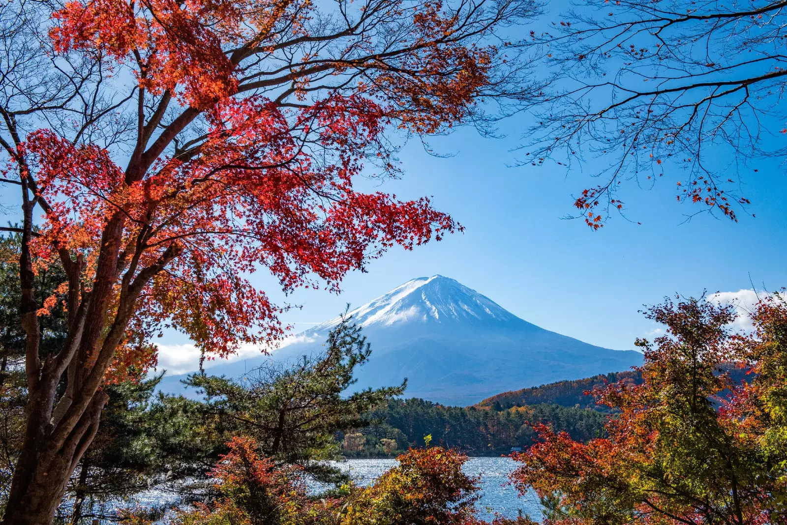 Momiji