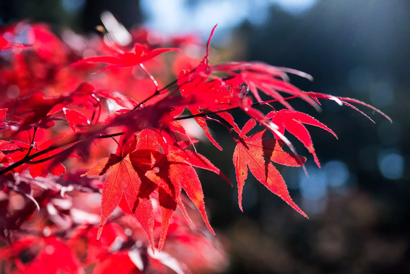 momiji