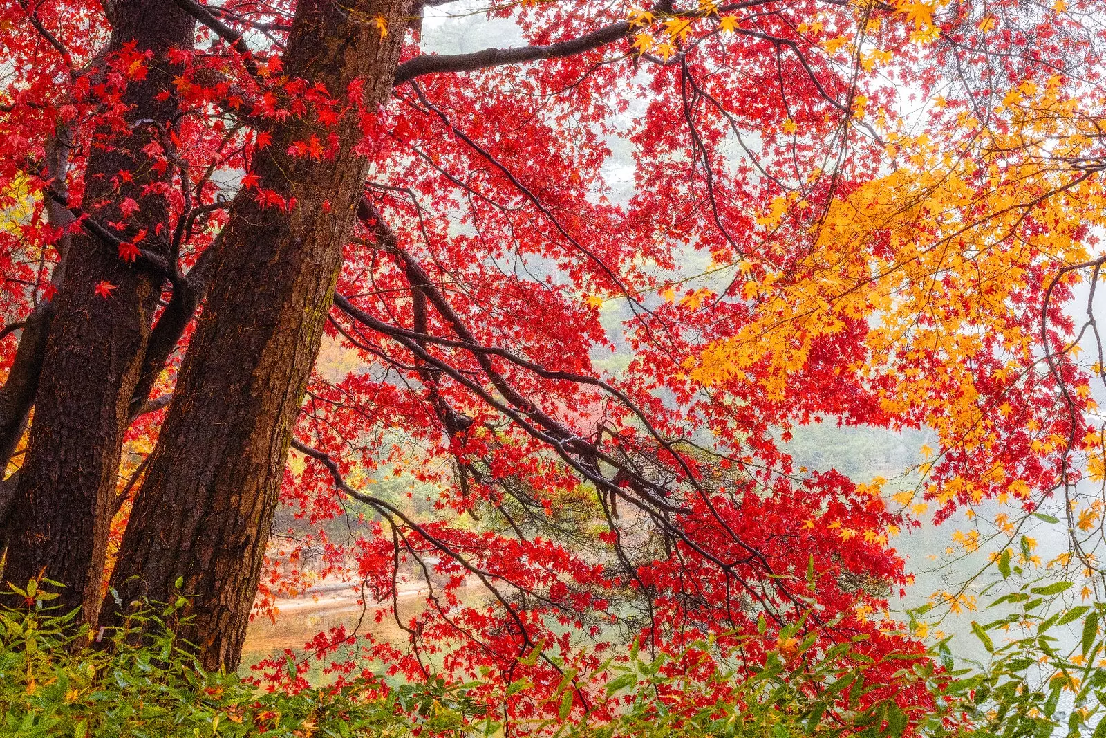 Momiji