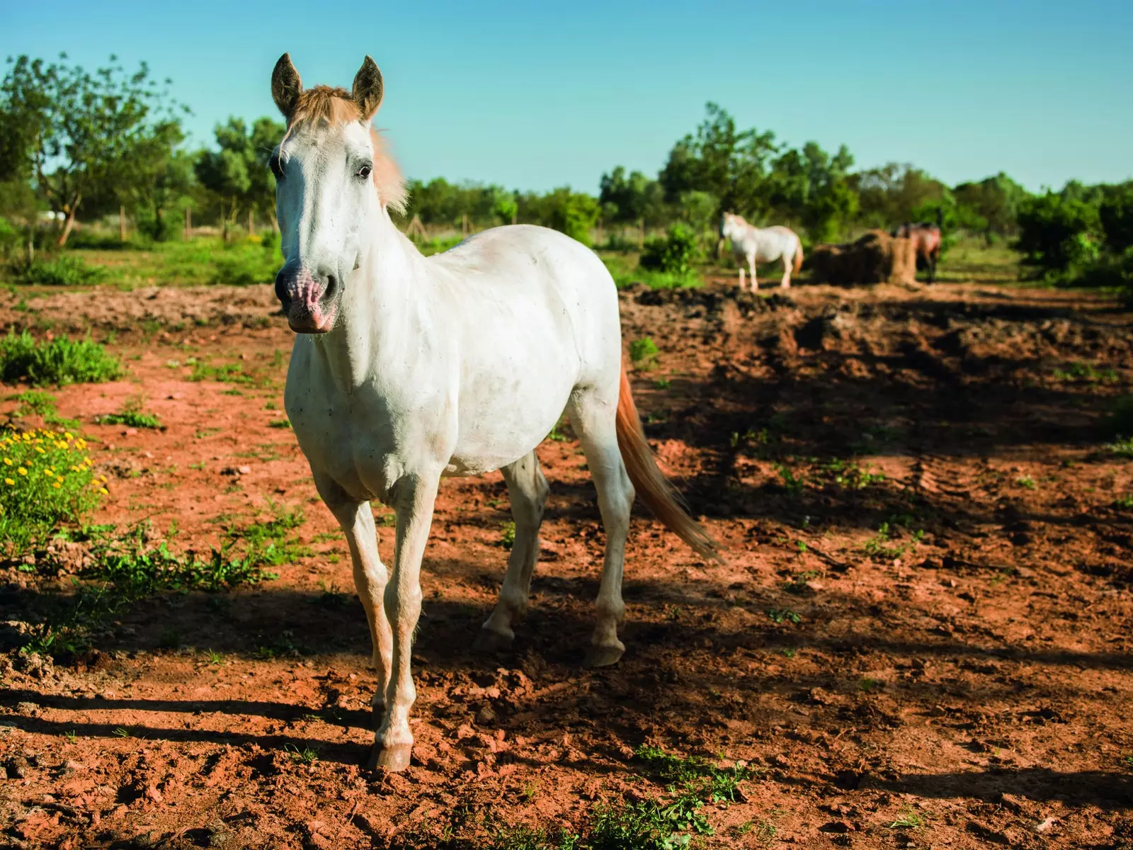 Paard in Sa Bassa Rotja, een landelijk hotel met moestuin.