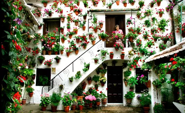 Pátios de Córdoba, recantos e recantos de flores de limão branco e vasos transbordando