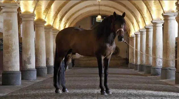 Estábulos reais de cavalos de raça pura espanhola