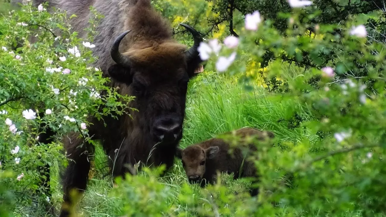 Le premier bison européen est né en Espagne dans des conditions de semi-liberté (et il le fait à León)