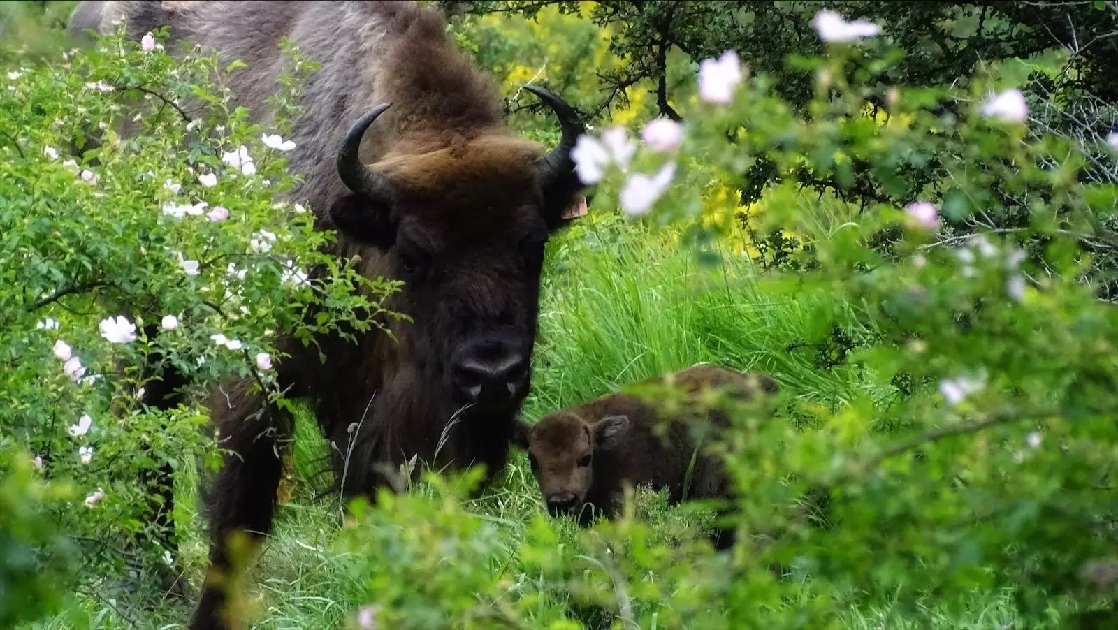 Mura a jej teľa v rezervácii Fundación Valle del Bisonte v Riaño.