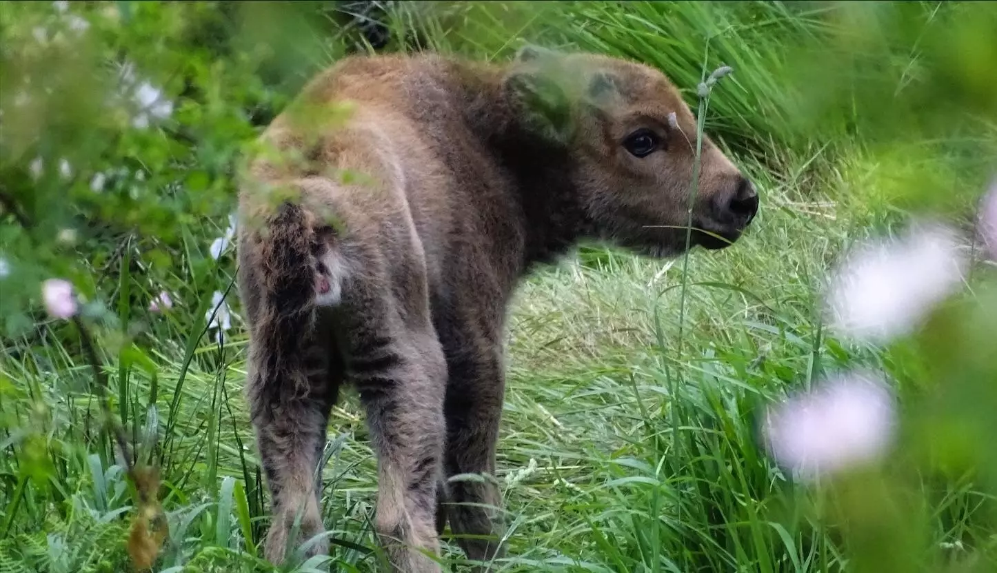 Anak sapi kecil di lembah Anciles Riaño.