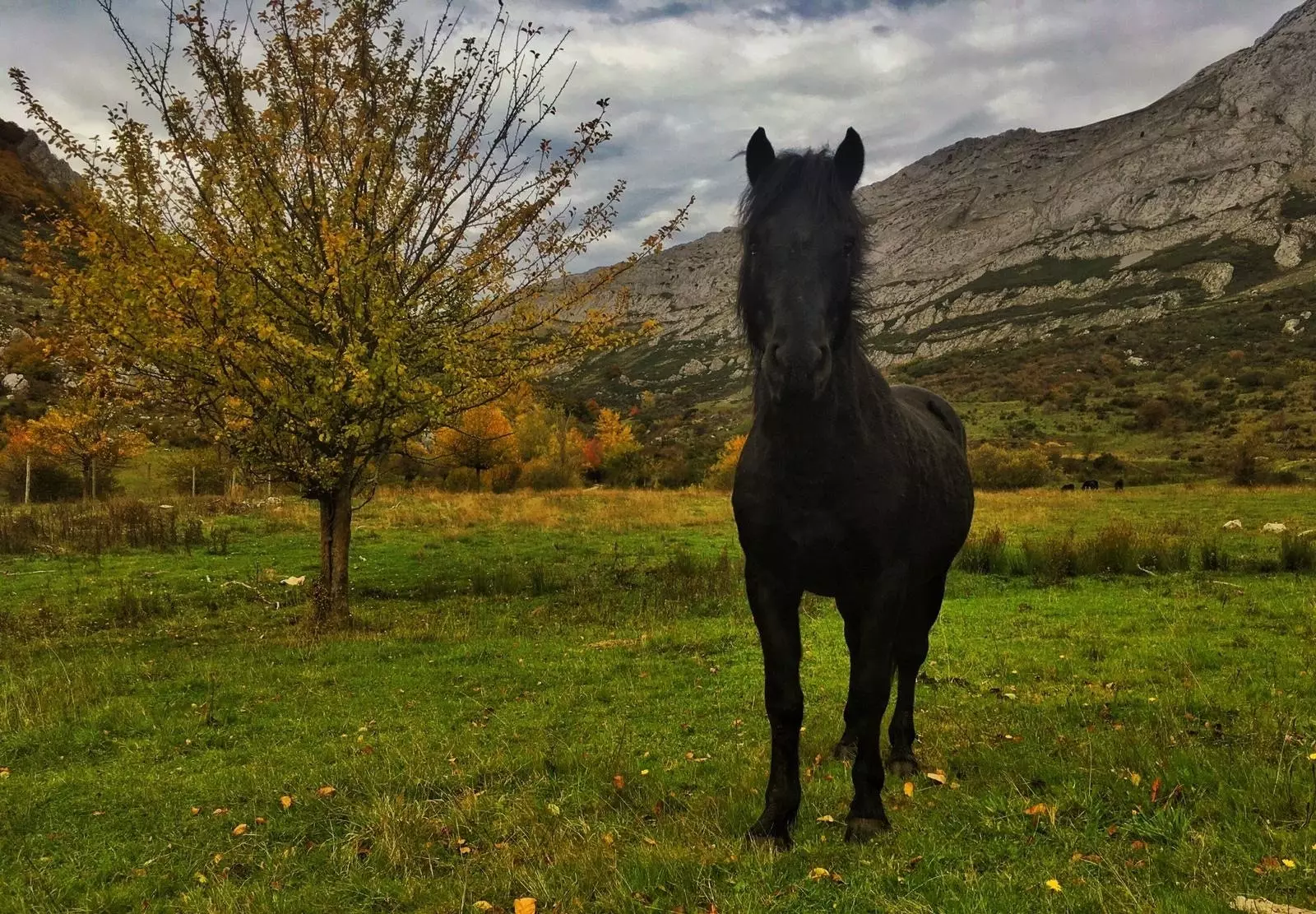 Een van de pottokapaarden van Stichting Valle del Bisonte.