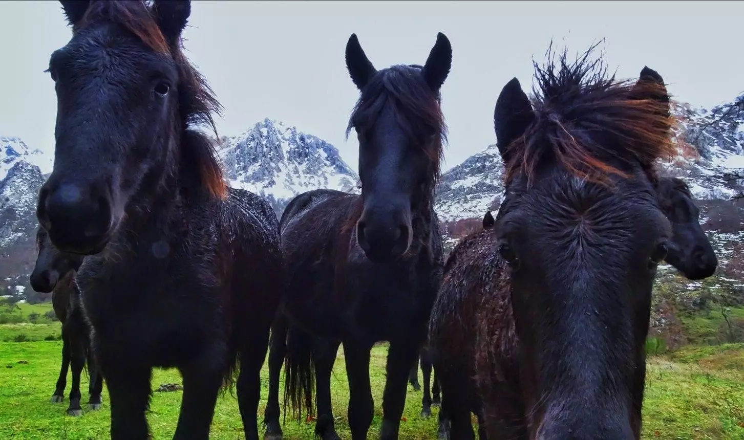 Els pottokas són descendents dels cavalls ibrics de la serralada Cantbrica.