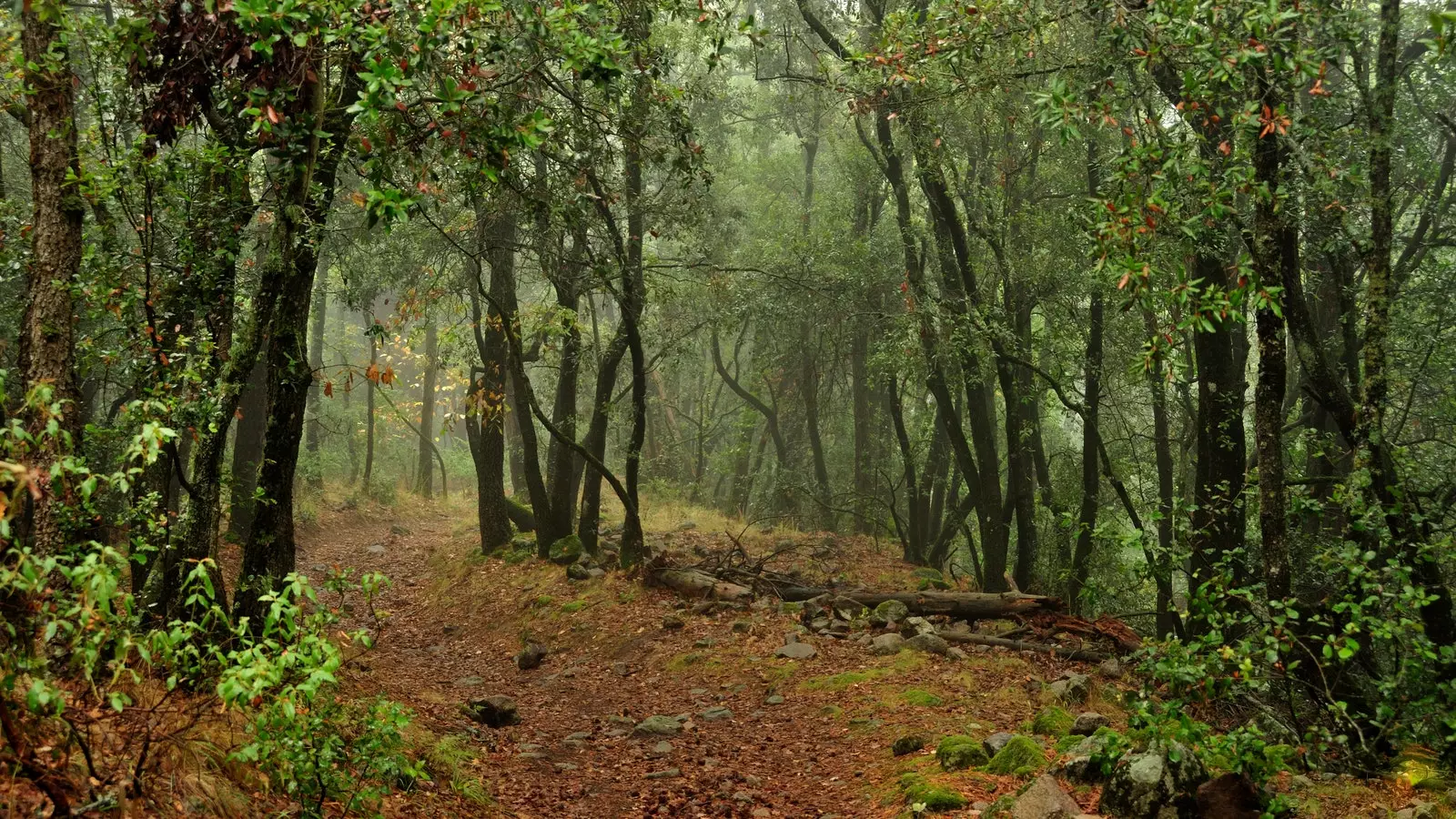 Foresta di Poblet Tarragona.