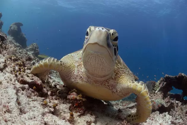 Hawksbill bruņurupucis