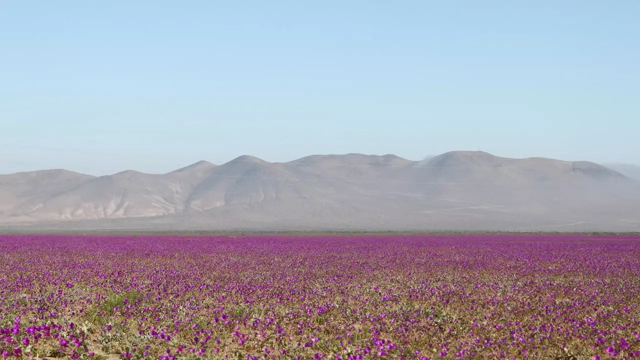 Atacama, najbolj suha puščava na svetu, je postala vrt z rožami