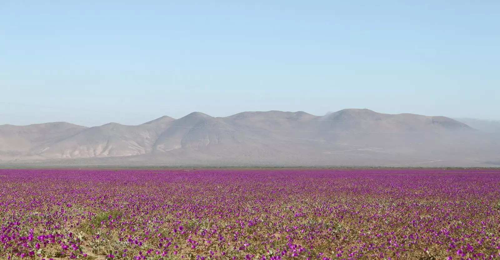 Atacama the most arid desert in the world became a garden with flowers