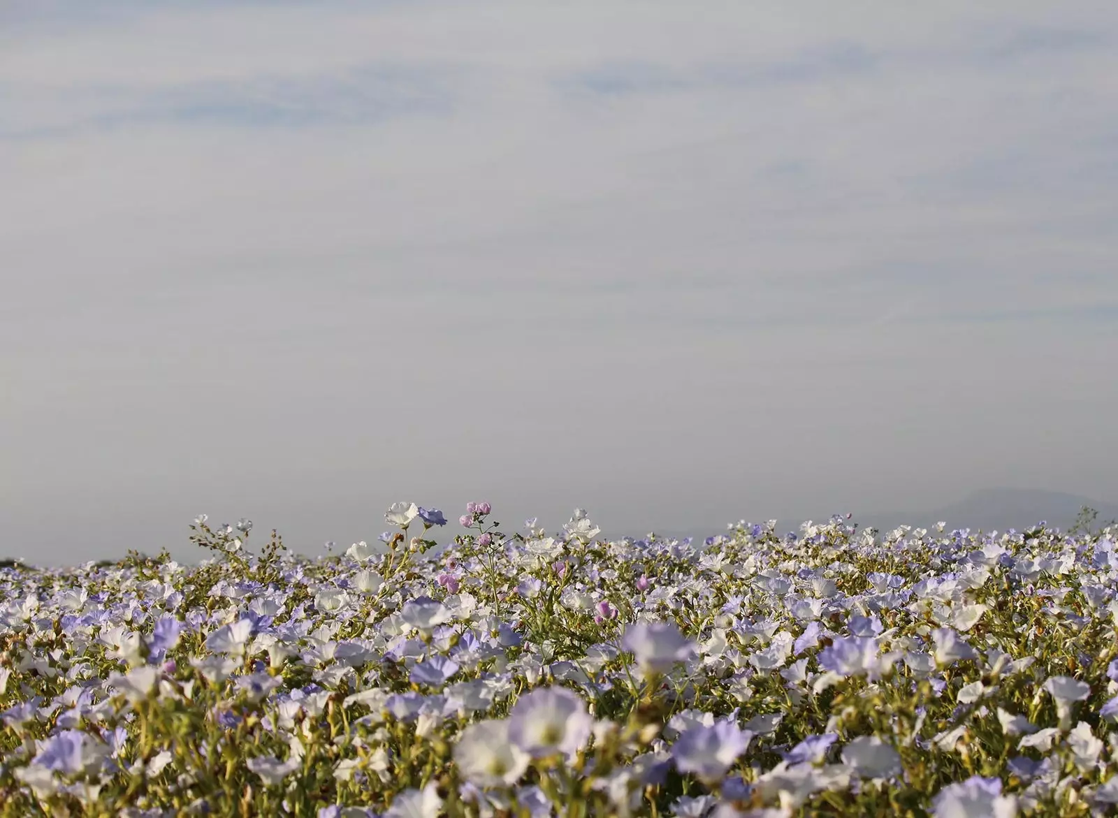 Atacama le désert le plus aride du monde est devenu un jardin fleuri