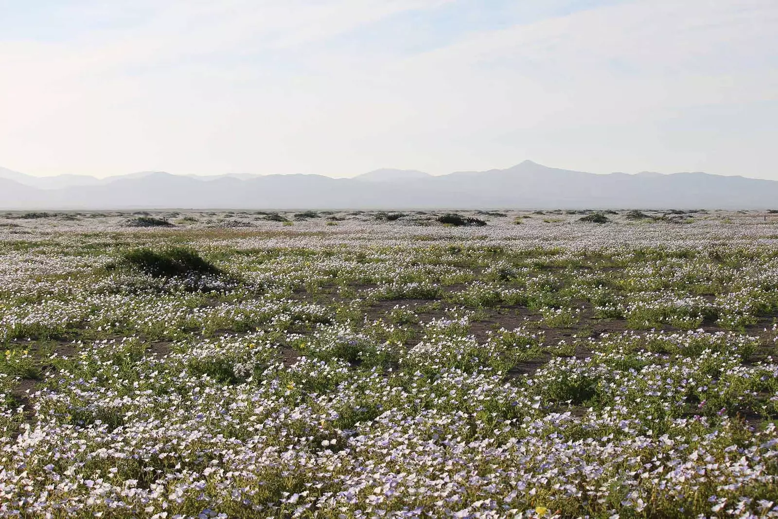 Atacama, den mest tørre ørken i verden, blev en have med blomster