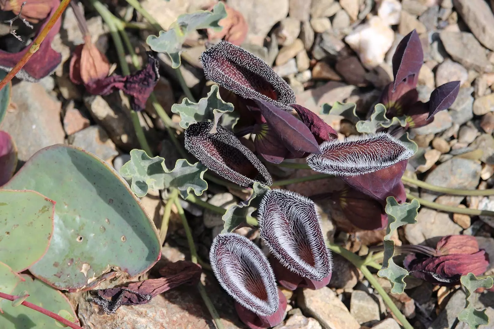 Atacama, nejsuchější poušť na světě, se stala zahradou s květinami