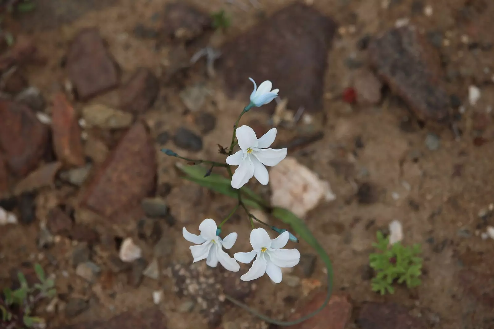 Atacama tháinig an fásach is arid ar domhan ina ghairdín le bláthanna