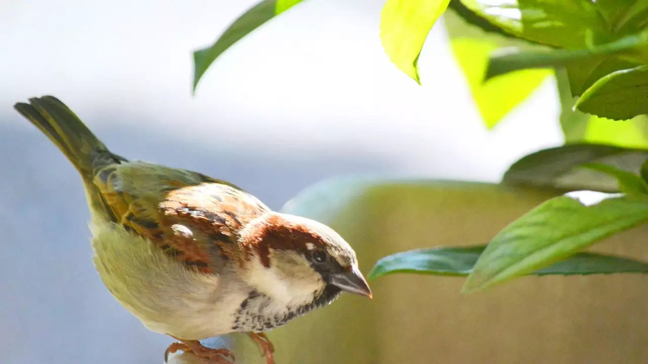 Why don't big cities have sparrows anymore?