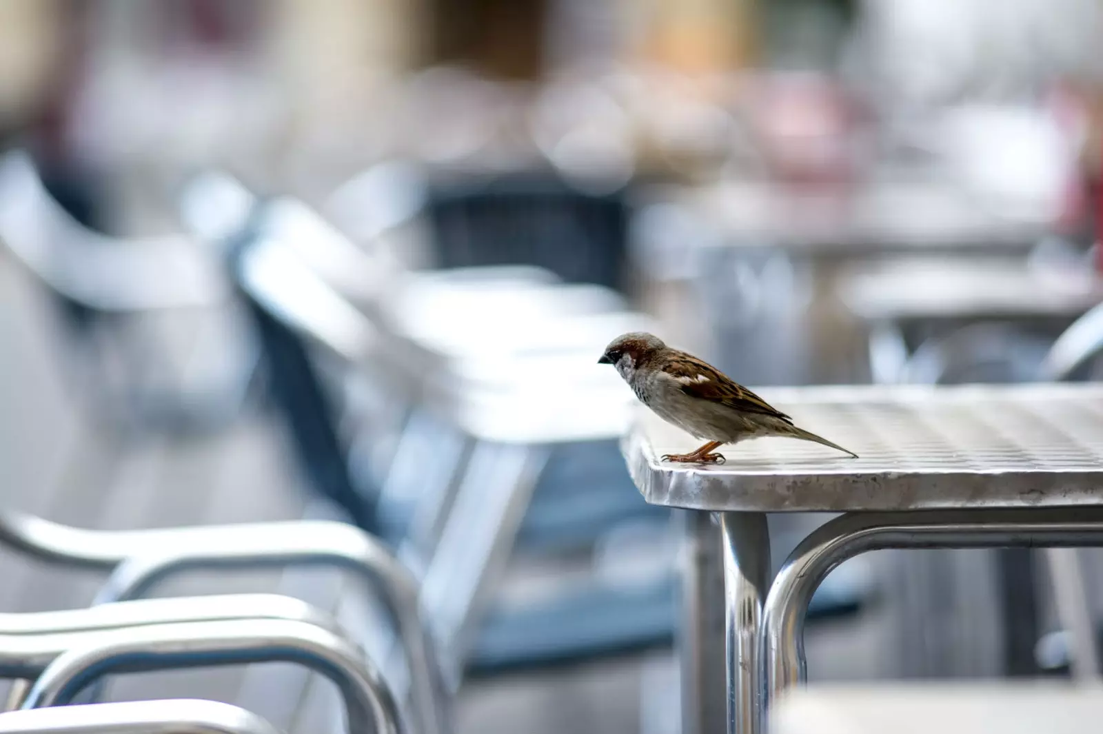 Burung pipit rumah adalah spesies perkotaan.