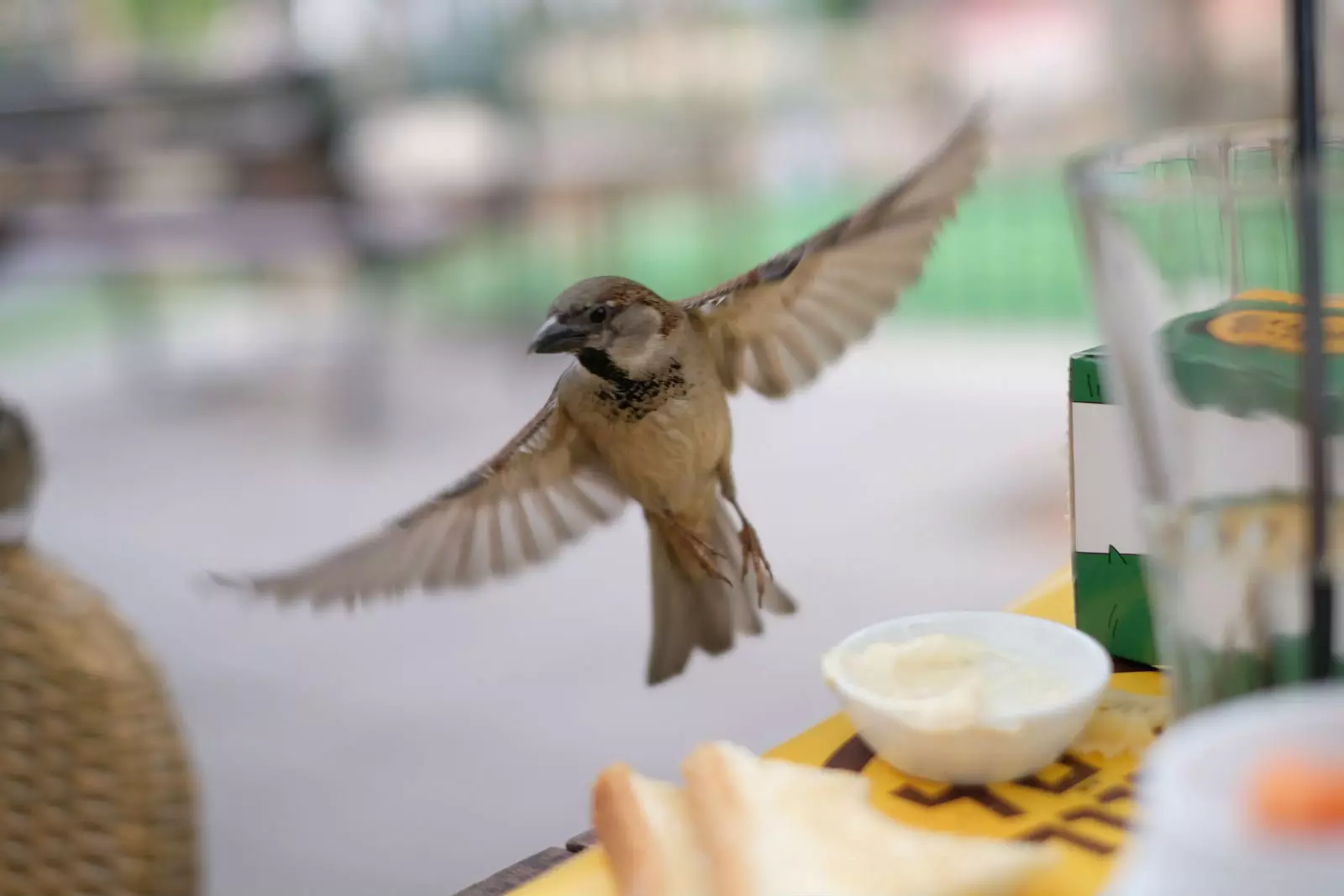 Onların yaşaması üçün “fast food”a da ehtiyac yoxdur.