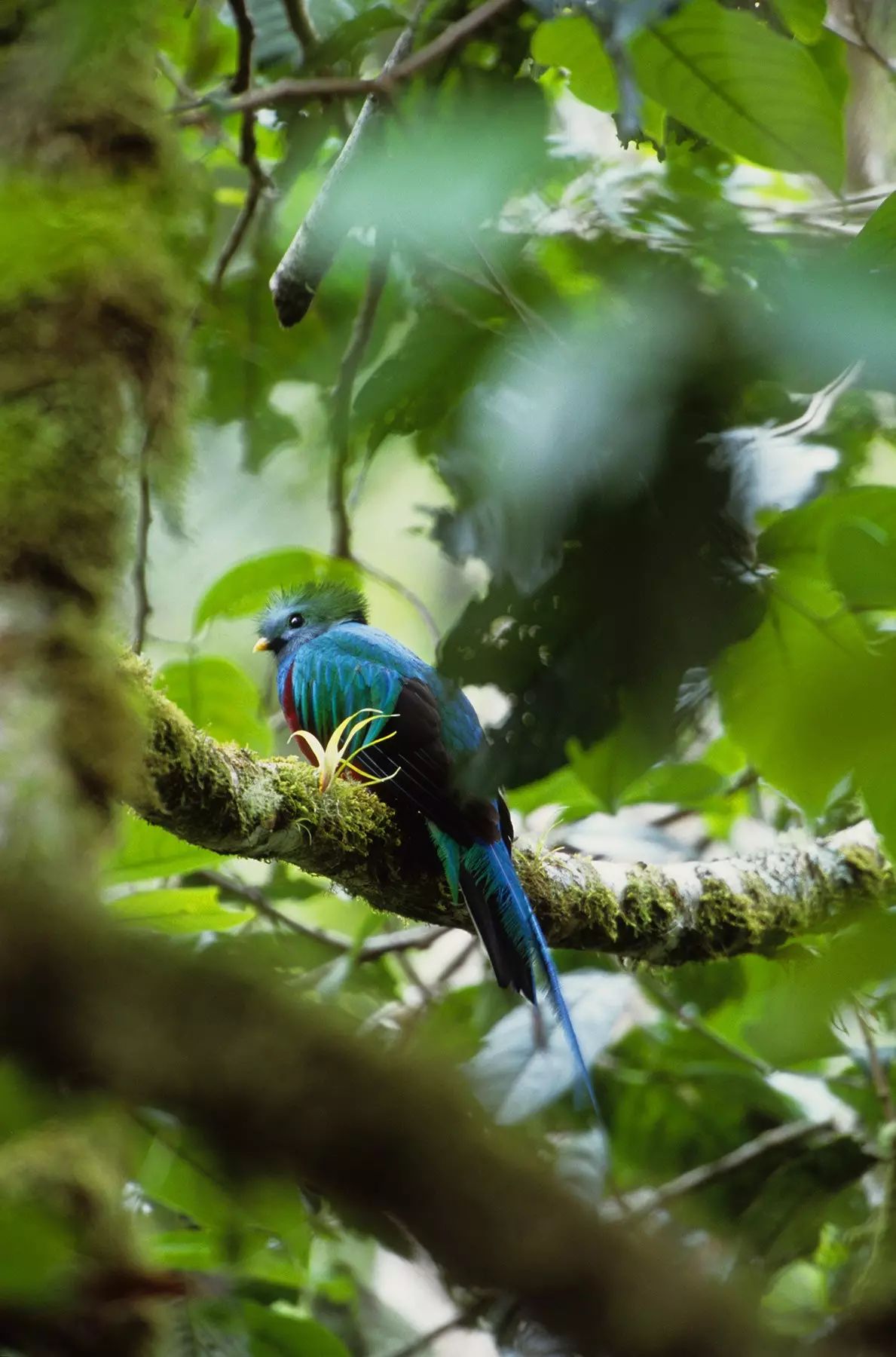 Quetzal en af de typiske fugle i de tropiske områder i Amerika