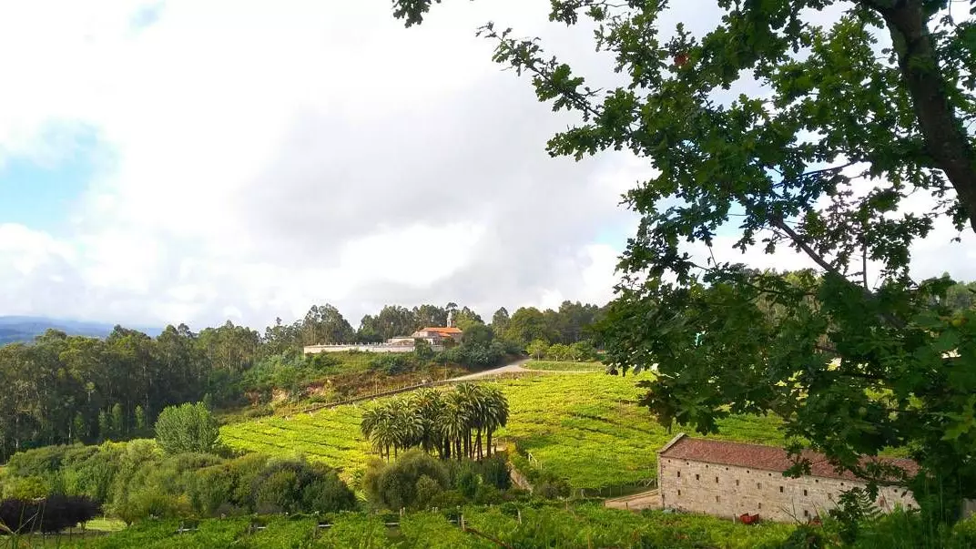 Pazo Baión, katarzični albariño