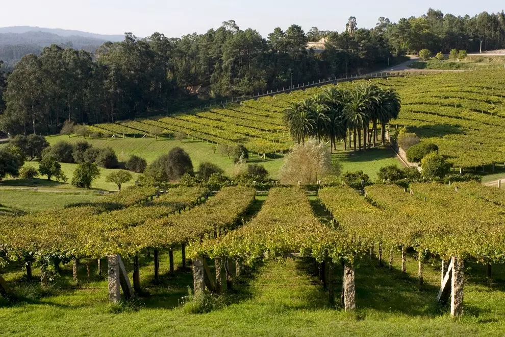 Pazo Baiónin viinitarha