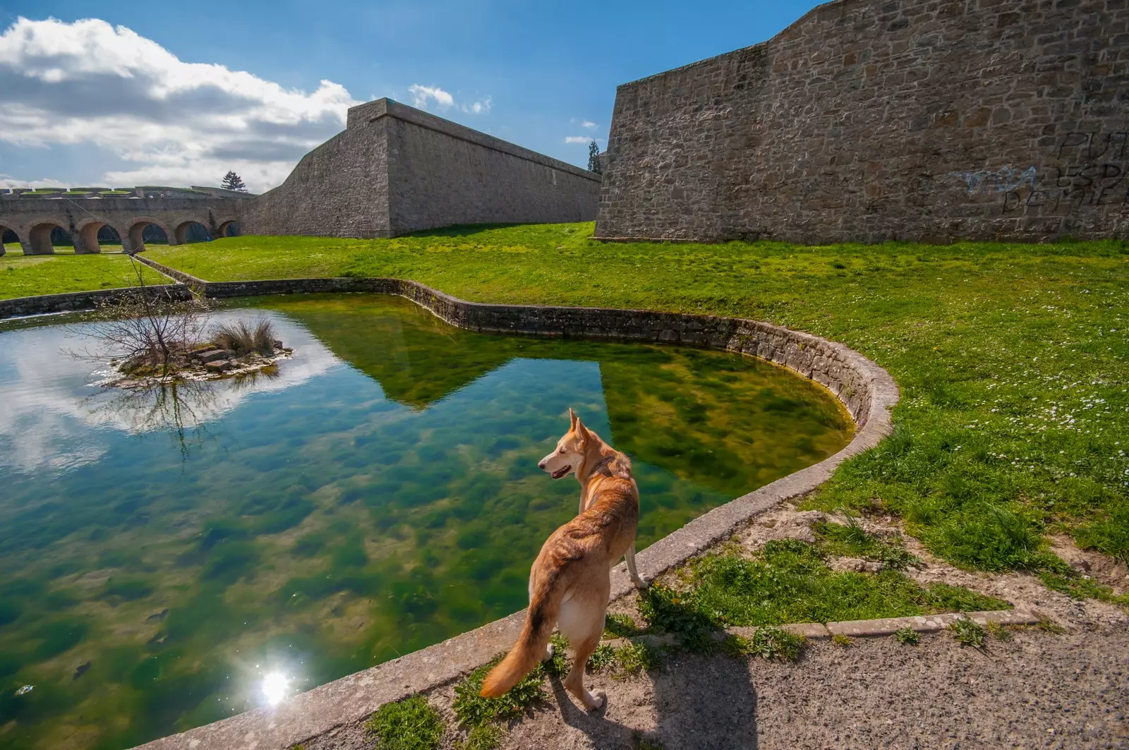 Njerëzit nga Pamplona ecin me qentë e tyre nëpër një pjesë të historisë.