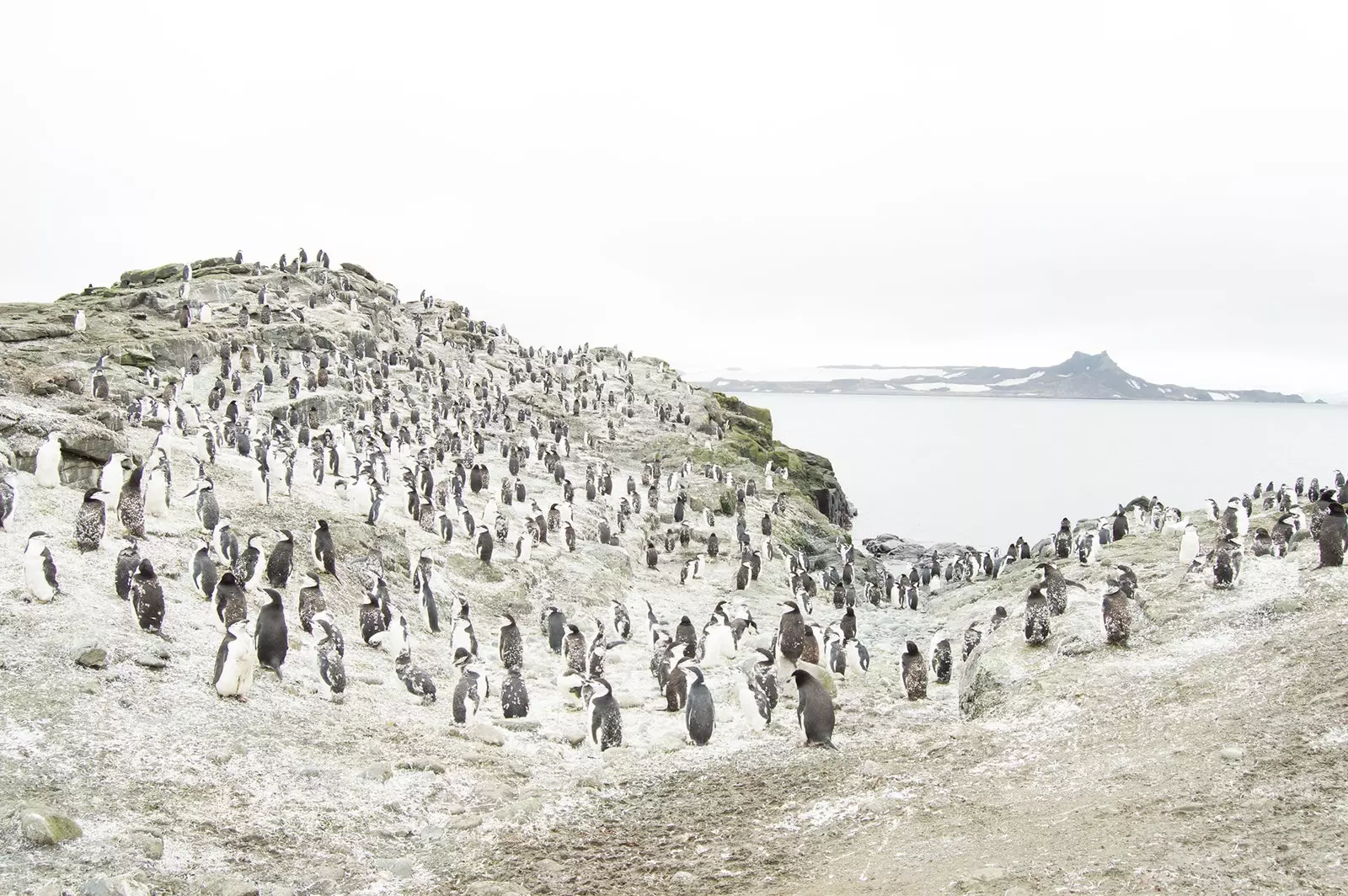 Pinguins pontilham a paisagem antártica