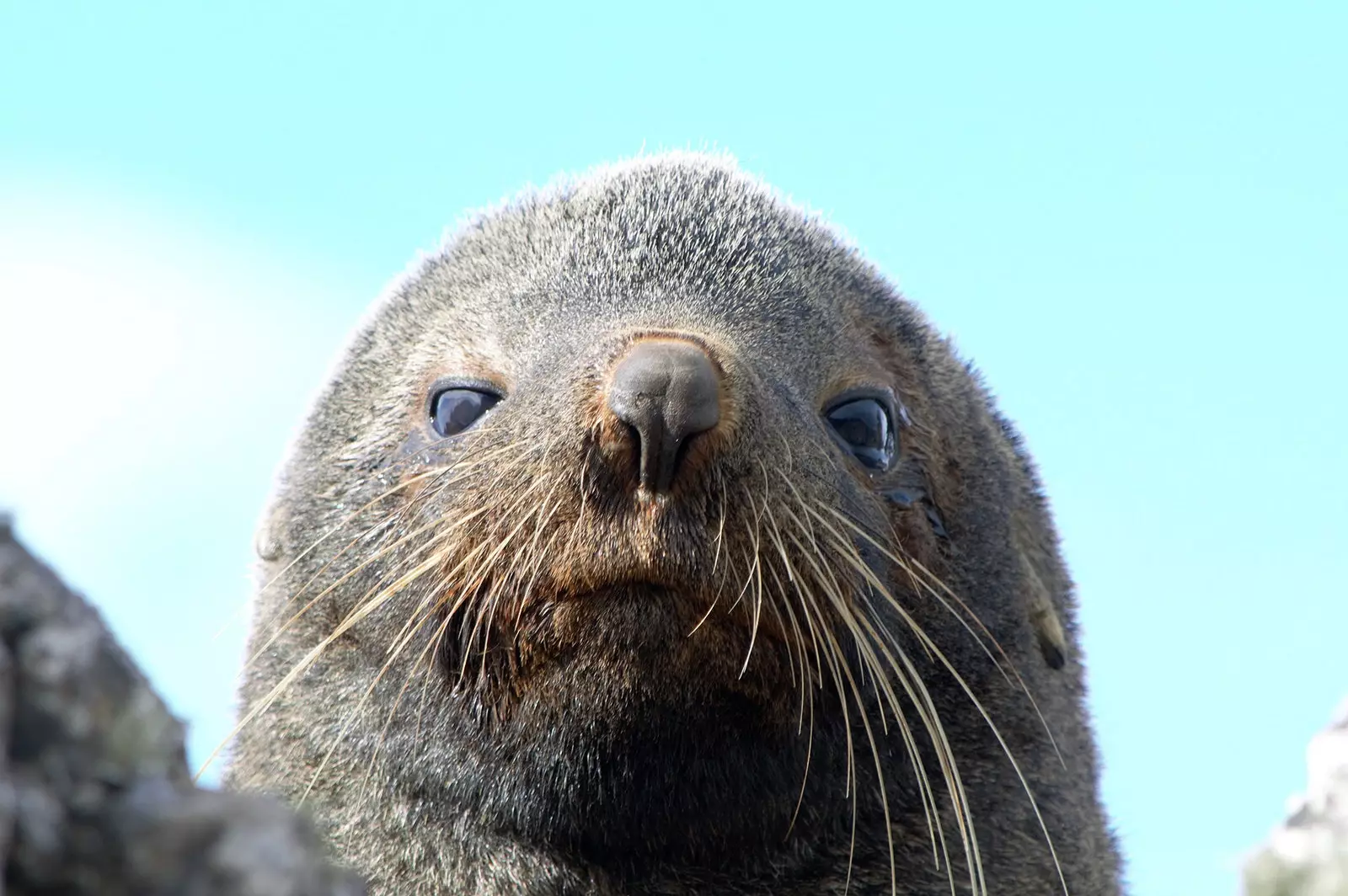 Seals in the sun in Antarctica