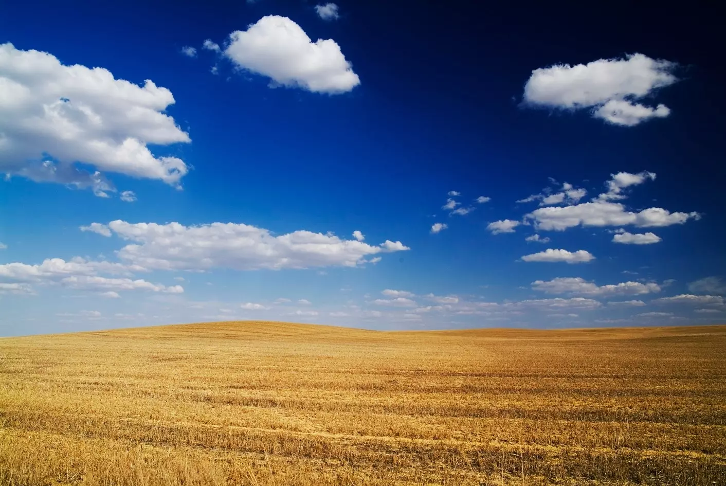 Campi di grano Frómista